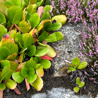 Bjørn Holger Kjell Bruce